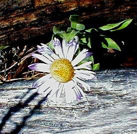 daisy (35K)