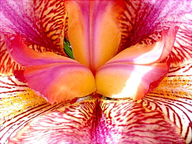 purplegold (74K)