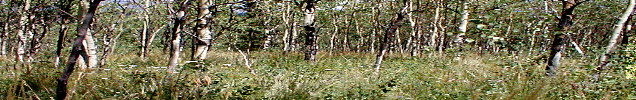 grove1 (47K)