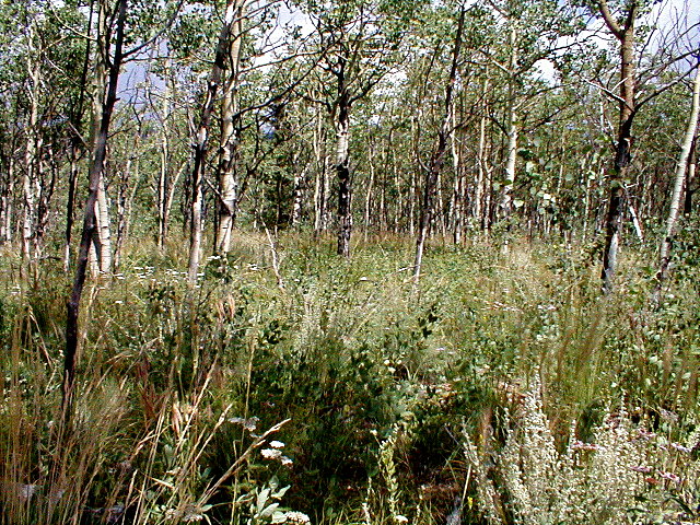 grove2 (213K)