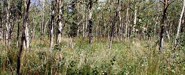 grove3 (114K)