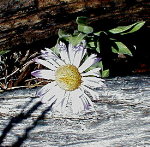 sdaisy (19K)